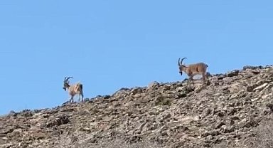 Elazığ'da dağ keçileri görüldü