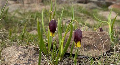 Elazığ'da Karakoçan ters lalesi inceleme çalışması
