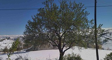 Elazığ'da kayısı, ceviz ve badem ağaçlarını 'kar' vurdu