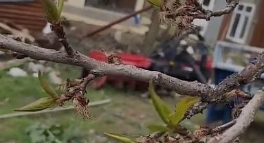 Elazığ'da kayısıyı don vurdu