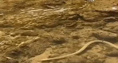 Elazığ'da su yılanı balık avlarken görüntülendi