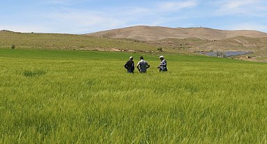 Elazığ'da süne sürvey çalışmaları başladı