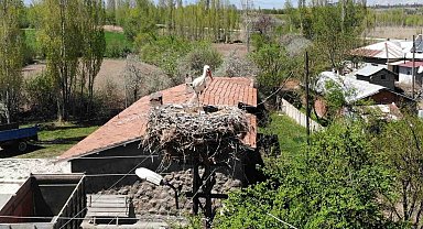 Elektrik direğinin tepesindeki yuva, leylek ailesine 22 yıldır ev sahipliği yapıyor