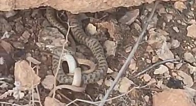 Engerek yılanı avlanırken görüntülendi