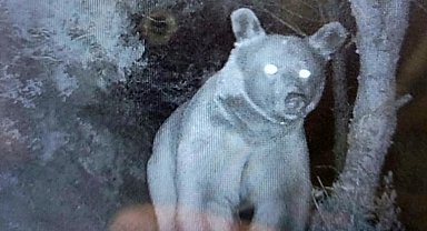 Erdek'te ayılar arı kovanlarına zarar verdi