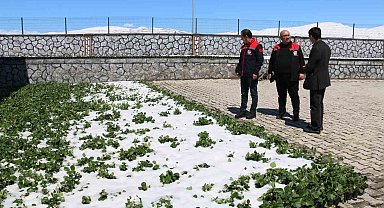 Erzincan ve ilçelerini zirai don vurdu