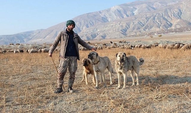 Erzincan'da 100 bin lira maaşla çoban bulamayan besici derdini Valiye anlattı