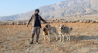 Erzincan'da 100 bin lira maaşla çoban bulamayan besici derdini Valiye anlattı