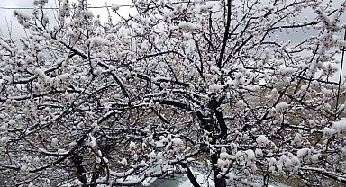 Erzincan'da çiçek açan meyve ağaçlarını don vurdu