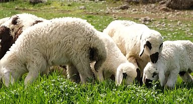 Erzincan'da ilkbaharın gelmesiyle yeşeren meralar oğlak ve kuzuların sesleriyle şenlendi