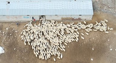 Erzincan'da koyun ve kuzuların coşkulu buluşması havadan görüntülendi