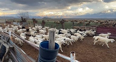 Erzincan'da kuzular anneleriyle buluştu