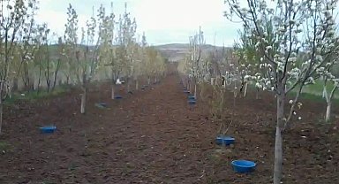 Erzincan'da meyve bahçelerinde baklazınnı mücadelesi