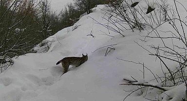 Erzincan'da yaban hayatı fotokapanla görüntülendi