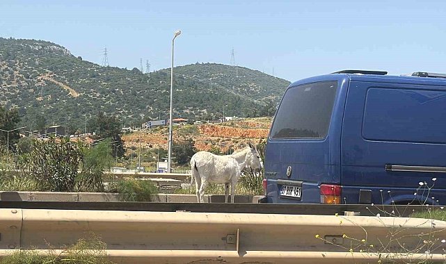 Eşekler trafiği bir birine kattı