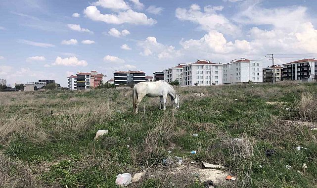 Eskişehir'de başıboş atlar