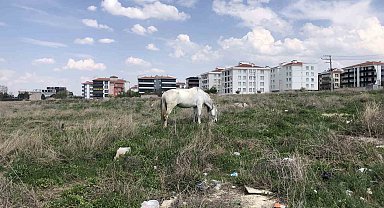 Eskişehir'de başıboş atlar