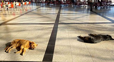 Eskişehir'de soğukta üşüyen sevimli köpekler ısınmak için otogara sığındı
