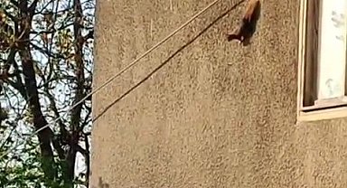 Evin duvarında gezinen sincaplar kamerada