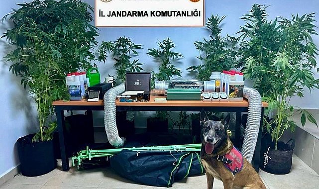 Evini uyuşturucu bahçesine çeviren öğretmen açığa alındı