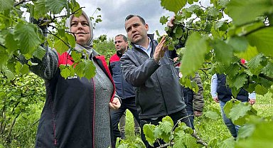 Fındık için hasar tespit çalışması başlatıldı