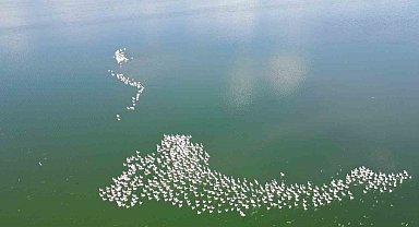 Flamingolar doğanın bahara uyanışını müjdeledi