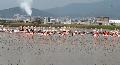 Flamingolar Söke Ovası'nı şenlendirdi