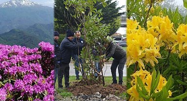 Giresun mor ve sarı güllerle donatılıyor