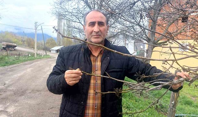 Giresun'da zirai don Şebin cevizini de vurdu