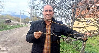 Giresun'da zirai don Şebin cevizini de vurdu