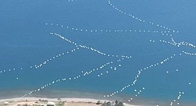 Göç yolundaki pelikanlar mest etti: Gökyüzünden muhteşem görüntüler