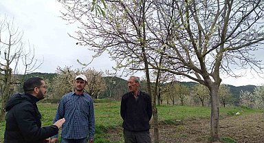 Gölpazarı'nda fenolojik gözlemler ve don riskine karşı önlemler