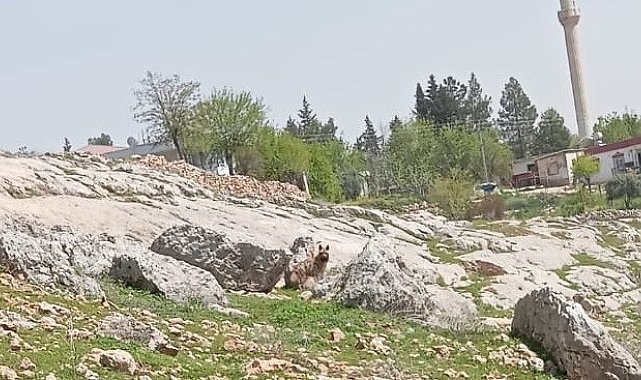 Gümüşkaya Köyünde sırtlan görüldü
