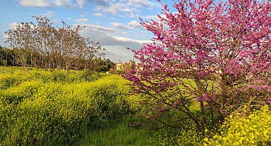 Güzelyurt'ta bahar güzelliği