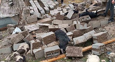 Hakkari'de ahır çöktü: 25 küçükbaş hayvan telef oldu