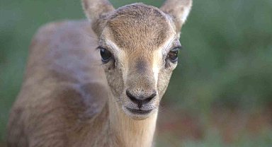 Hatay dağ ceylanlarının sayısı her geçen yıl artıyor