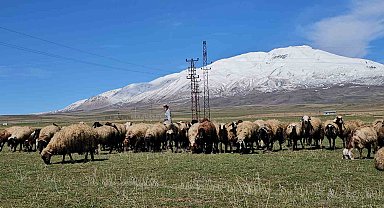 Havanın ısınmasıyla hayvan sahipleri rahat nefes aldı