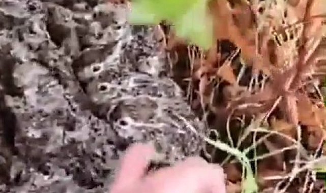 Hayvanlarını otlatan çoban, gördüğü yeni doğan tavşan yavrularını korumaya aldı