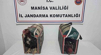 Horoz Dövüşüne suçüstü