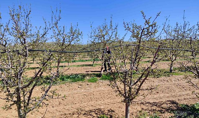 Hüyük'teki meyve üreticisi de zirai don mağduru oldu