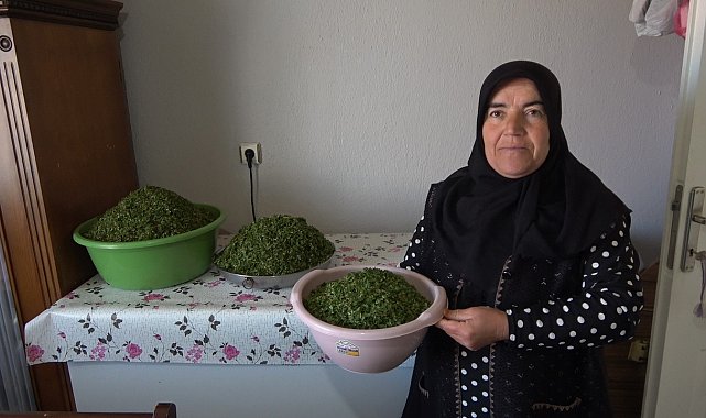 İç Anadolu'nun lezzeti madımak sofralarda yerini aldı