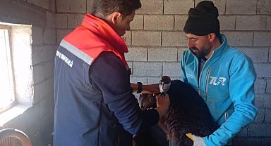 Iğdır'da kuzularda aşılama ve küpeleme işlemleri devam ediyor