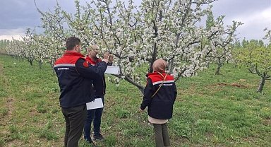 Iğdır'da meyve ağaçları kurulan tuzaklarla korunuyor