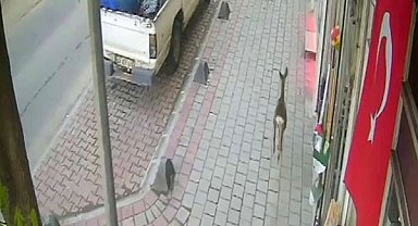 İlçe merkezine inen karaca güvenlik kamerasında