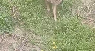 İlçe merkezine kadar inen tilkiyi her gün besliyor