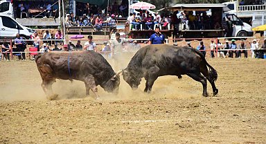 İncirliova'da Boğa Güreşleri heyecanı başlıyor