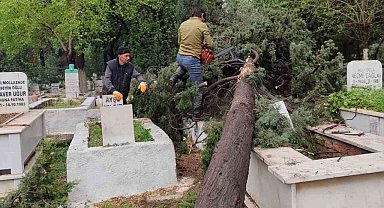 İncirliova'da mezarlıklarda devrilen ağaçlar kaldırılıyor