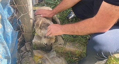 Kafasına bidon sıkışan yavru köpeğin yardımına itfaiye yetişti