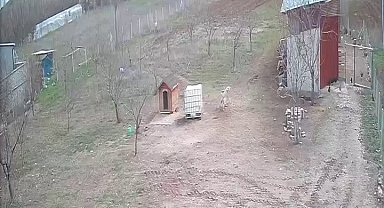 Kangal köpeğinin refleksi tavukların tilkiye yem olmasını önledi