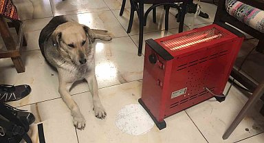 Kar ve soğuktan kaçan köpek çay ocağındaki ısıtıcının yanına uzandı